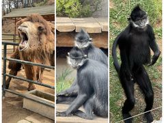 -大连森林动物园