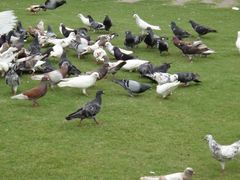 鸽子-白鹭洲公园