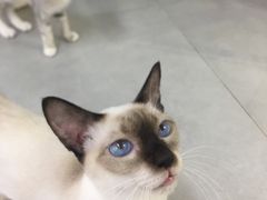 -Heymao猫咖.咖啡厅(东门店)