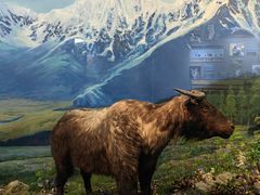 -昆明动物博物馆