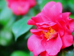 -上海鲜花港