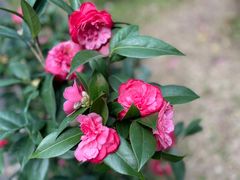 -深圳国际园林花卉博览园