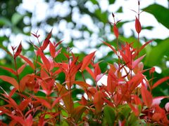 DSC_3411-广州锦绣香江度假别墅