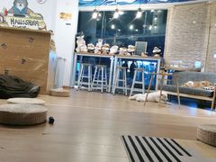 -南京Hallo宠物乐园·哈罗犬舍·柴犬繁育基地