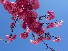 -金鸡山公园