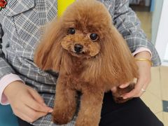 -小叮当动物医院·骨科·眼科