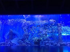 -哈尔滨波塞冬海底世界
