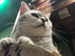 -猫咪博物馆(顶澳仔猫街店)