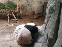 -深圳野生动物园