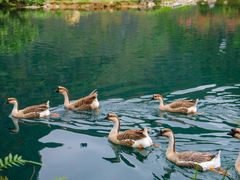-靖西鹅泉风景区