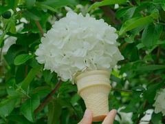 -上海滨江森林公园