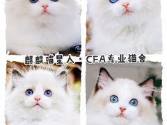 -70cat德文卷毛猫·缅因猫纯种猫舍