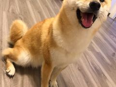-Goku PET SHOP宠物视觉生活馆(双井店)