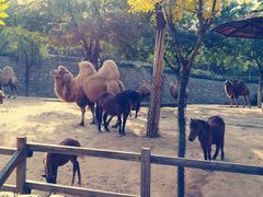 -石家庄市动物园