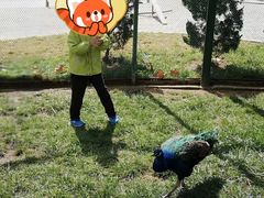 -西霞口神雕山野生动物世界