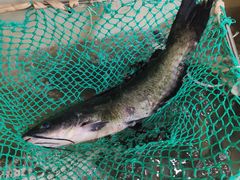 -三味鱼屋(琥珀山庄店)