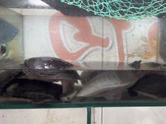 -德优正宗川菜馆