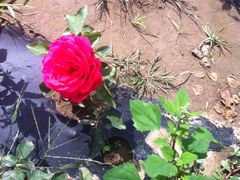 -北纬44度·金珠花海休闲农业旅游景区