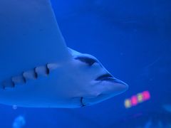 -烟台海昌鲸鲨海洋公园