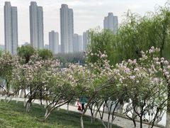 -后襄河公园