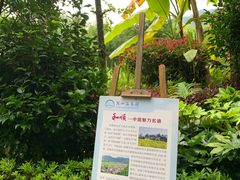 -腾冲洞山温泉村