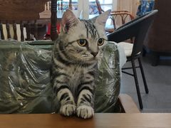 -猫色咖啡·猫咖