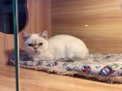 -喵百万·布偶·蓝金金渐层英短·猫舍(百子湾店)
