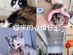 -纳吉亚猫专科动物医院博雅分院