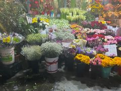 -曲阳花鸟市场(曲阳路店)
