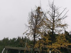 -温江公园