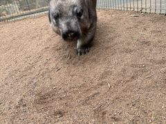 -费瑟代尔野生动物园