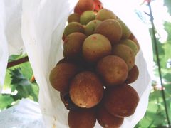 -美家乐农庄·露营·团建(大治路店)