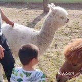 北京爱宠小镇也 太好玩了吧，好喜欢。