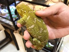 -乌龙爬宠部落(信和购物广场店)