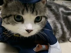 -芭比堂动物医院·犬猫全科·异宠专科(雁塔分院)