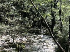 -牛背梁国家森林公园