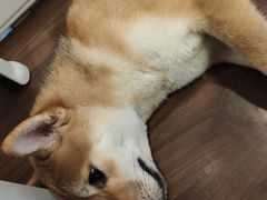 -柯斗斗主题餐厅·狗咖·围炉煮茶·茶饮(国瑞升平里店)