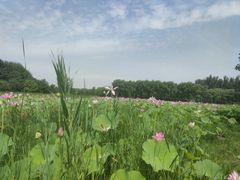 -东郊湿地公园