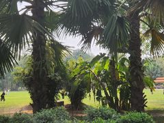 -中国科学院西双版纳热带植物园