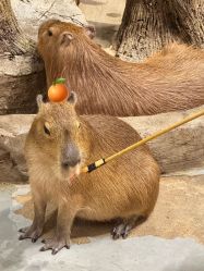 -Zoolung Zoolung动物主题公园(海信广场店)