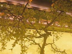 -绿茶餐厅(南昌王府井店)
