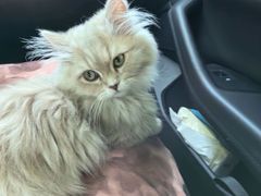 -欣宠猫屋·矮脚拿破仑·蓝金金渐层