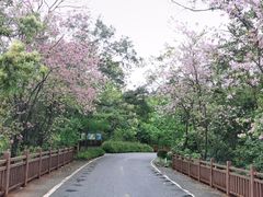 -广州市流溪河国家森林公园