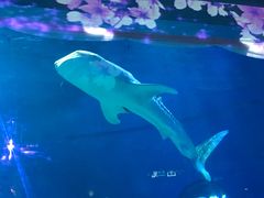 -烟台海昌鲸鲨海洋公园