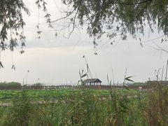 -西京湾花海