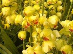 -三圣花乡旅游区