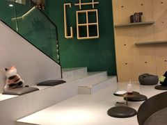 -飞行喵MR PILOT|猫舍·猫咖(静安大融城店)