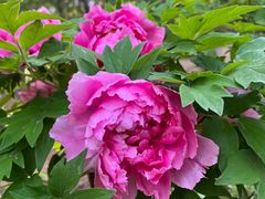 -北京西山国家森林公园