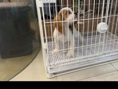 -翊宠yipet猫狗购宠庄园犬舍•猫舍