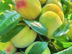 -南汇新场正宗水蜜桃采摘